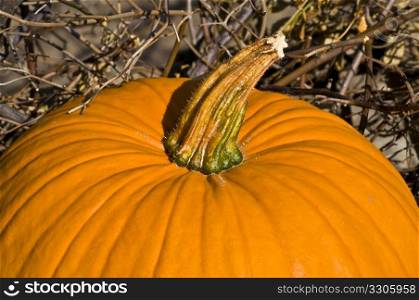 closeup of a fresh pumpkin in autumn