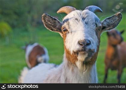 closeup of a goat. goat