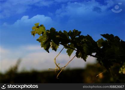 Closeup of a grapevine against a blue sky