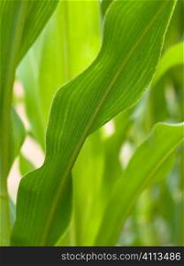Closeup of a green corn field crop in Summer