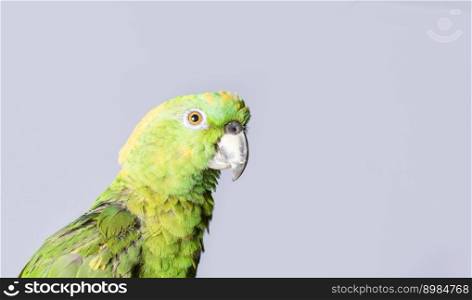 closeup of a green feather parrot, A green Psittacoidea in white background, closeup of a green parrot eye with copy space