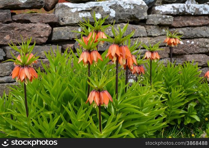 Closeup of a group of Imperial Crowns flowers at by stone wall