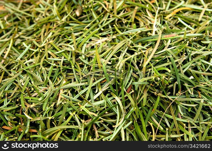 Closeup of a heap of fir needles coming from a christmas tree