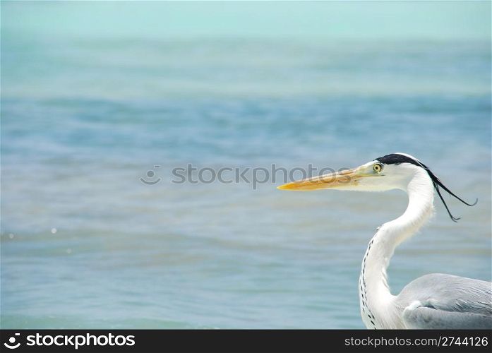 closeup of a Heron on a maldivian island