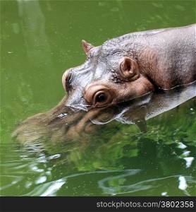 closeup of a hippopotamus in the water