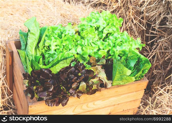 Closeup of a large wooden crate full of raw freshly harvested salad vegetables