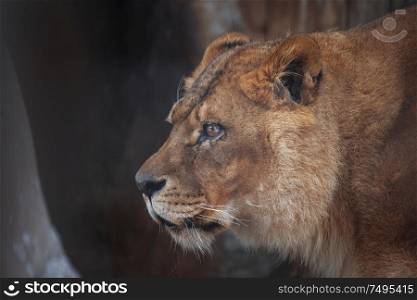 Closeup of a lion. Dangerous predator