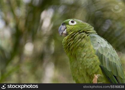 Closeup of a macaw, Macaw Mountain Bird Park, Copan, Copan Ruinas, Honduras