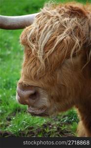 closeup of a male highland cow with typical long hair