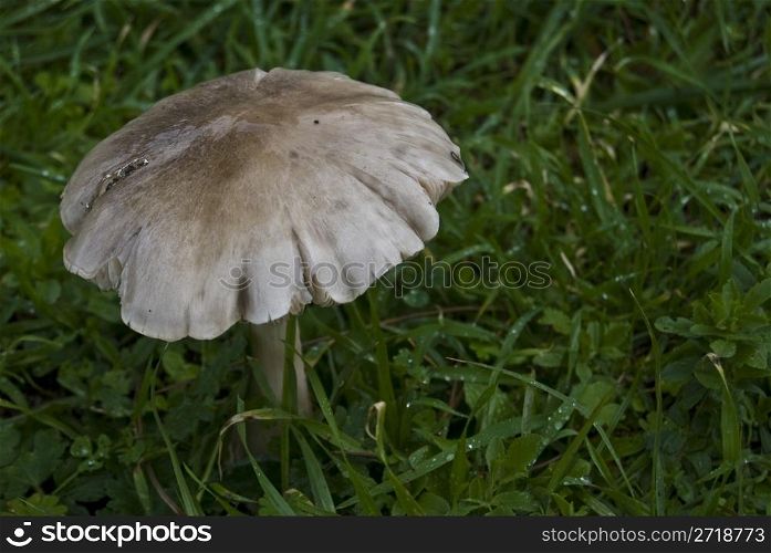 closeup of a mushroom standing in a lawn