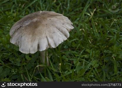 closeup of a mushroom standing in a lawn
