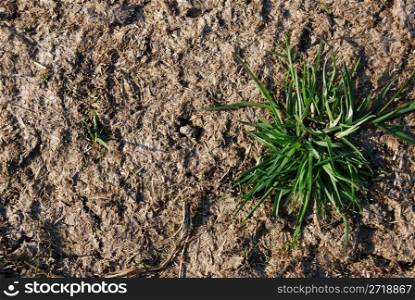 closeup of a patch of grass growing on dry land