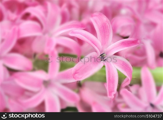 closeup of a pink hyacinth flower
