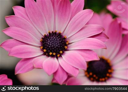 Closeup of a pink spanish daisy