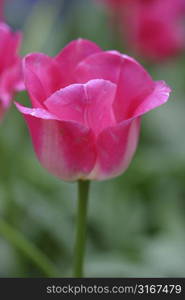 Closeup of a pink tulip at the keukenhof, holland