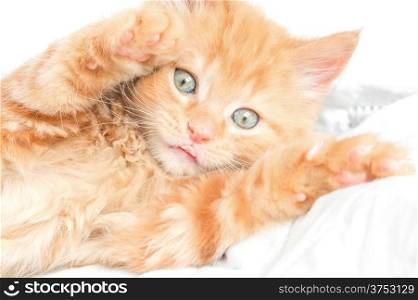 closeup of a playful ginger kitten with its tongue sticking out