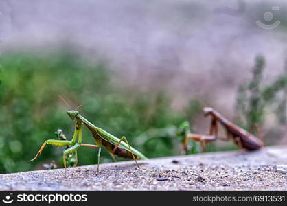 Closeup of a Praying Mantis or the European mantis. Shallow depth of field.