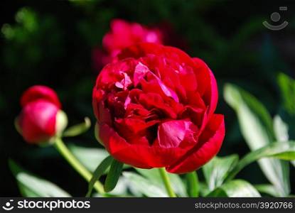 Closeup of a red piony flower in a garden with natural green background