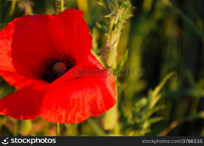 Closeup of a red poppy flower surrounded of blurred flowers