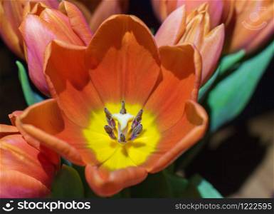Closeup of a red tulip from Austria
