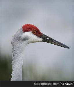 Closeup Of A Sandhill Crane