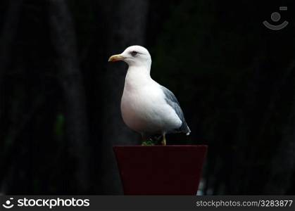 Closeup of a seagull sitting in a flower pot