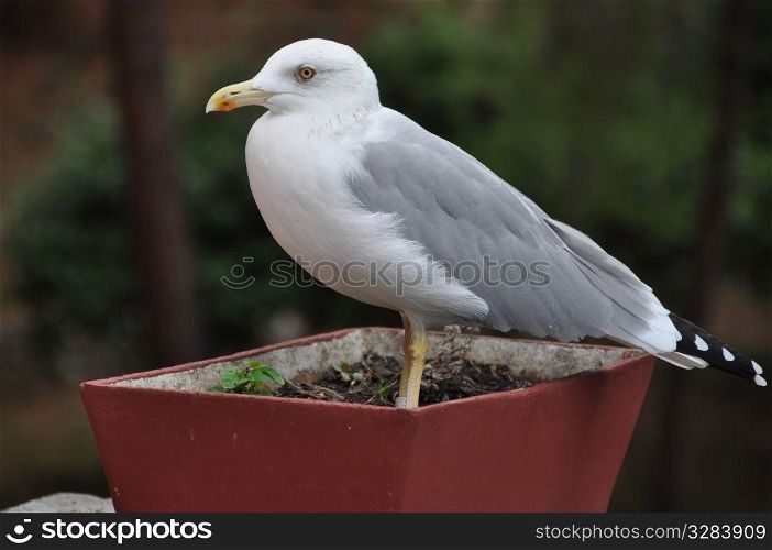 Closeup of a seagull sitting in a flower pot