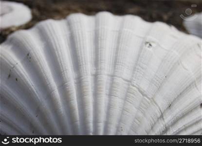 closeup of a shells fastened on cement