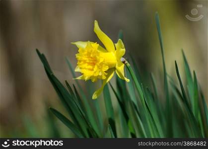 Closeup of a shiny daffodil flower with a soft background
