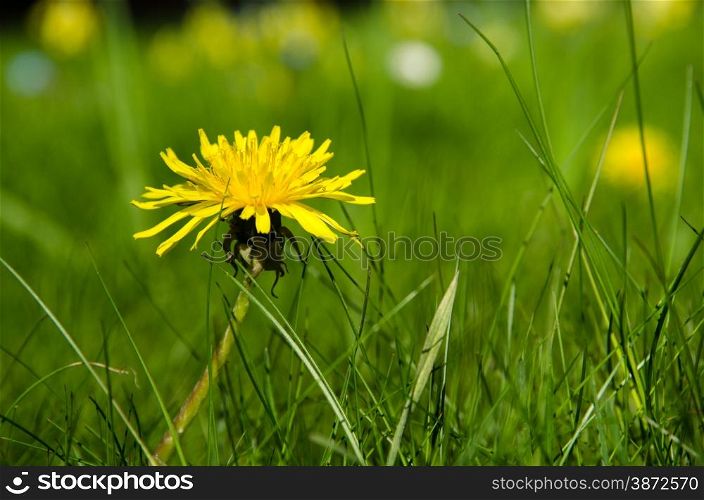 Closeup of a shiny dandelion flower in green grass