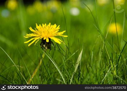 Closeup of a shiny dandelion flower in green grass
