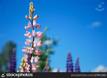 Closeup of a shiny pink lupine wildflower at blue sky