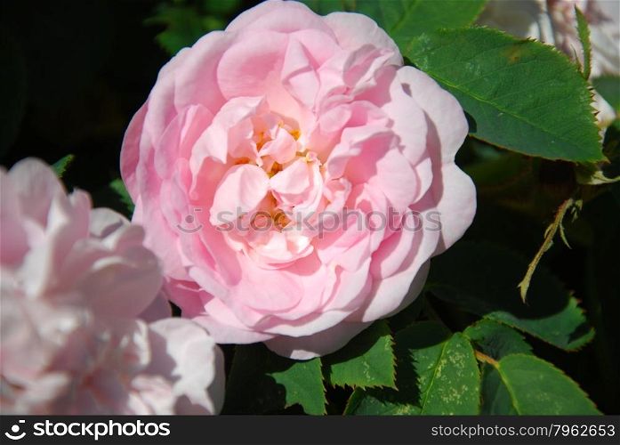 Closeup of a shiny pink rose with green leaves in a garden