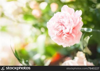 closeup of a single pink carnation flower and green foliage