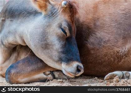 closeup of a sleeping cow