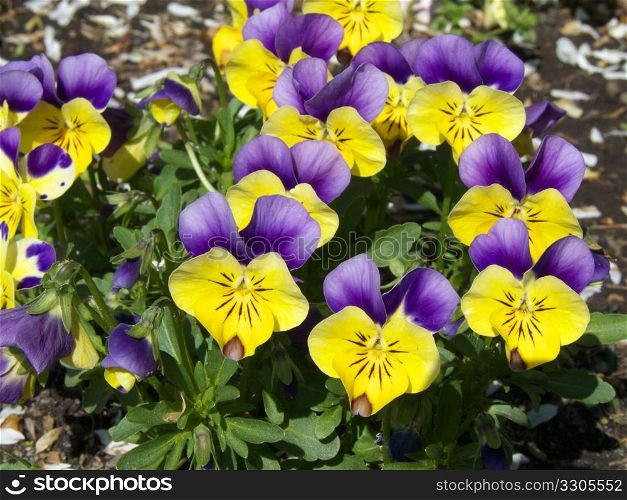closeup of a small group of beautiful pansies