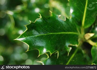closeup of a spiky mistletoe leaf with shallow depth