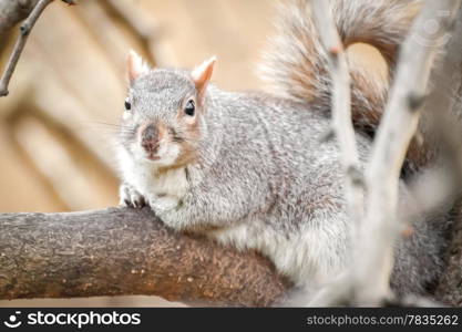 closeup of a squirrel hidden in the trees
