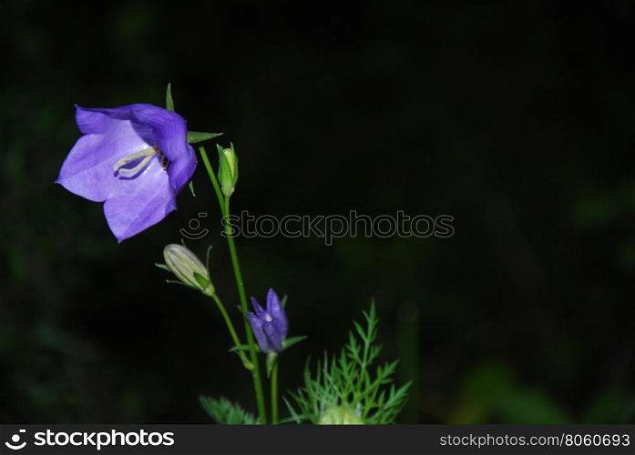 Closeup of a sunlit bluebell flower with a bud by a natural blurred background