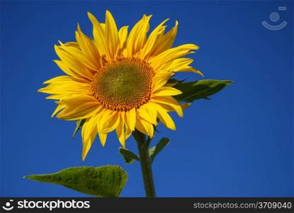 Closeup of a sunlit sunflower at blue sky