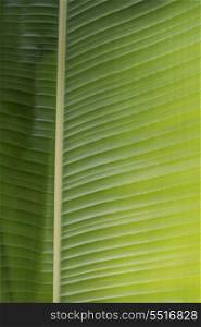 Closeup of a tropical green leaf, Finca El Cisne, Honduras
