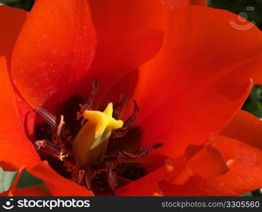 closeup of a tulip in a flower bed