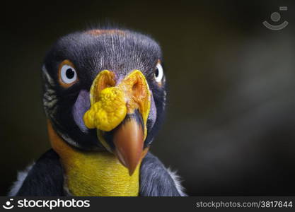 closeup of a very colorful king vulture and stare