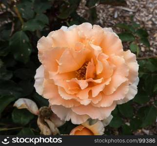 Closeup of a vibrant apricot-colored Rose. Macro shot.