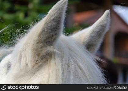 Closeup of a white horse's mane and ears. The mane is brushed over the neck of the horse. The ear is standing up.
