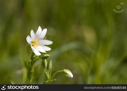 Closeup of a white starwort summer flower. White summer flower closeup