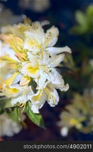 Closeup of a white yellow rhododendron flowers, outdoor