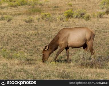 Closeup of a wild healthy mature female elk grazing in pasture during late summer season