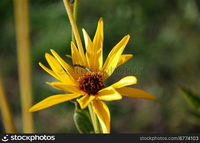 Closeup of a yellow flower head at natural green background