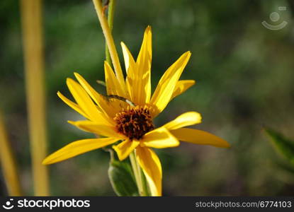 Closeup of a yellow flower head at natural green background